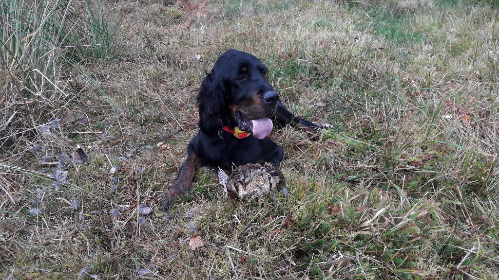 De La Prairie De Laubart - 1ère bécasse pour NALA le 27/10/19