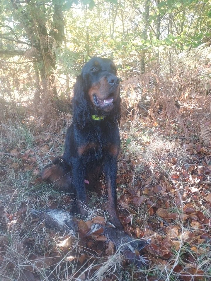 De La Prairie De Laubart - Une belle matinée de chasse avec Ulysse