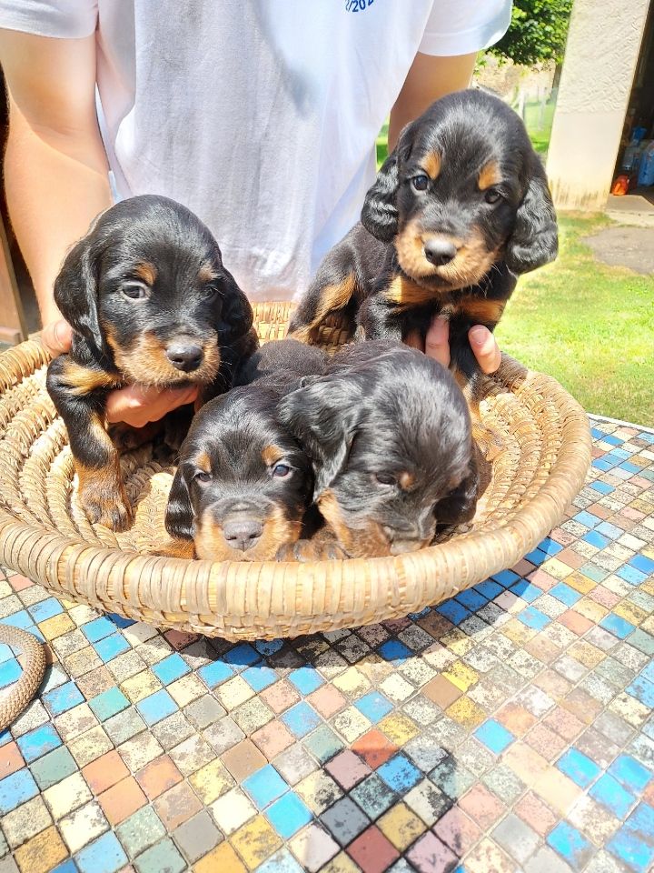 CHIOTS à 4 semaines  " Les mâles"