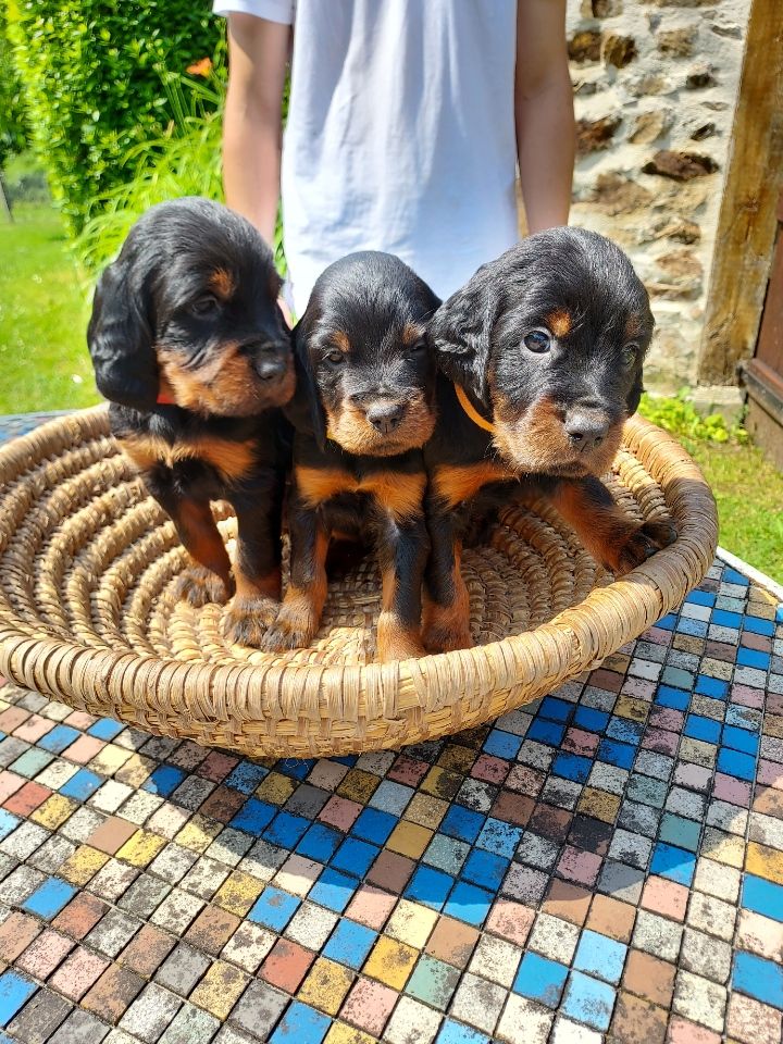 De La Prairie De Laubart - CHIOTS à 4 semaines " Les femelles"