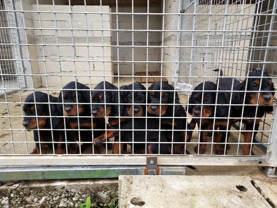 CHIOTS à 2 Mois